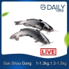 Bak Shou Gong (LIVE) Fish