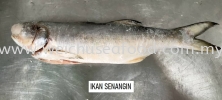 Ikan Senangin Frozen Fish