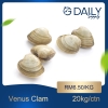 Venus Clam Scallop / Squid / Shell Seafood