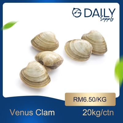 Venus Clam