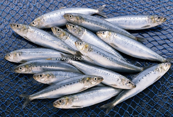 Sardine Fish É³¶¡Óã (1kg)