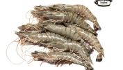 Tiger Prawn 21/25 Frozen Seafood