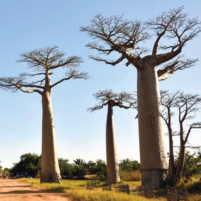 BAOBAB TREE  