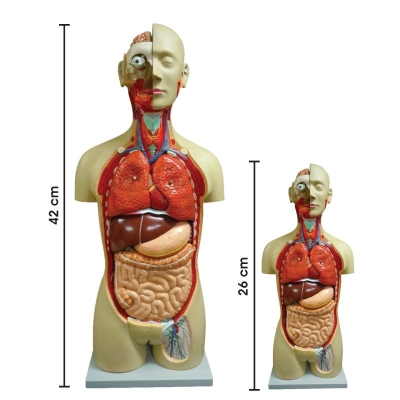 P173(A) Human Torso Model-26CM