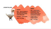 Ayam Poland Petting Zoo