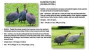 Guineafowl Petting Zoo