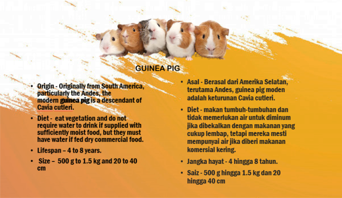 Guinea Pig