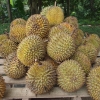 Durian Agriculture