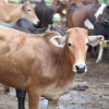 Lembu Supply Livestock