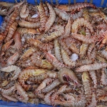 Udang