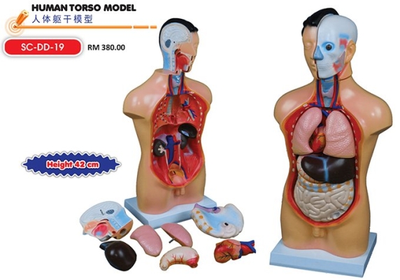 Human Torso Model