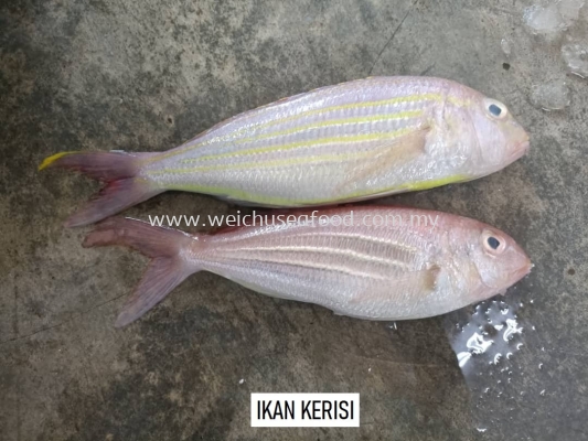 Ikan Kerisi