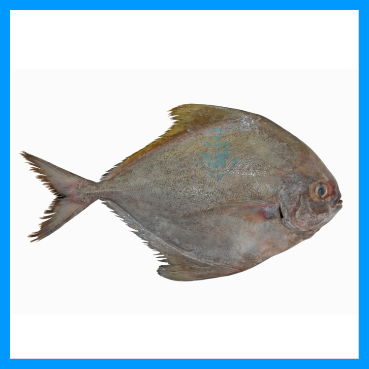 Black Pomfret