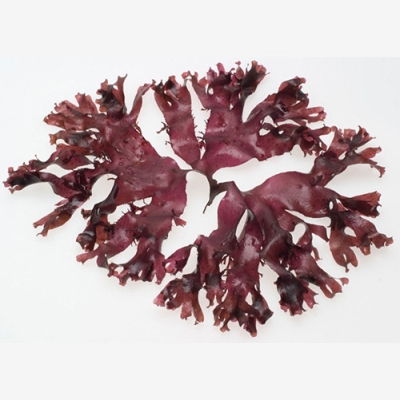 Red Seaweed