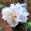 Tremella Polysaccharide (White Jelly Fungus) Skin Beauty Supplements