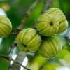 Garcinia Cambogia Weight Management Products