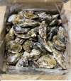 Japan Frozen Oyster In Shell (10kg/ctn) 