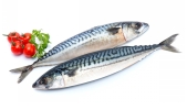 Norway Mackerel Saba Whole Size 400/600 (20kg/ctn) Seafoods