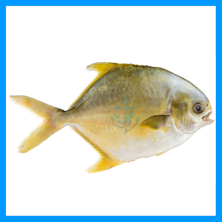 Golden Pomfret