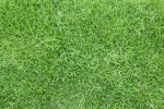Japanese Grass / Carpet Grass Turf - Real
