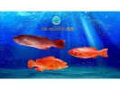 Red Grouper Fishes Frozen Seafood