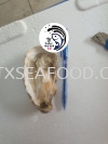 10/12CM HALF SHELL OYSTER() FROZEN SHELL