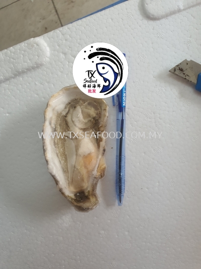 10/12CM HALF SHELL OYSTER()