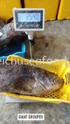 Ikan Giant Grouper Frozen Fish