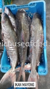 Ikan Mayong Fresh Fish
