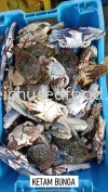 Ketam Bunga Fresh Crab