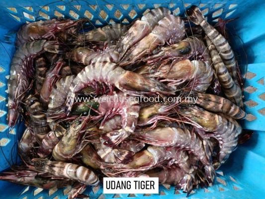 Udang Tiger