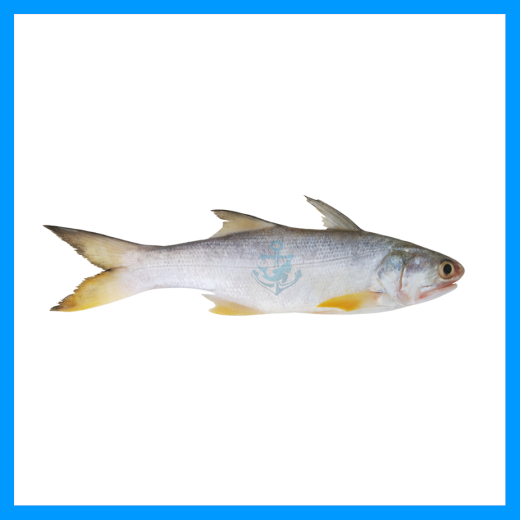 threadfin