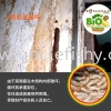  TERMITE CONTROL SERVICES KULAI