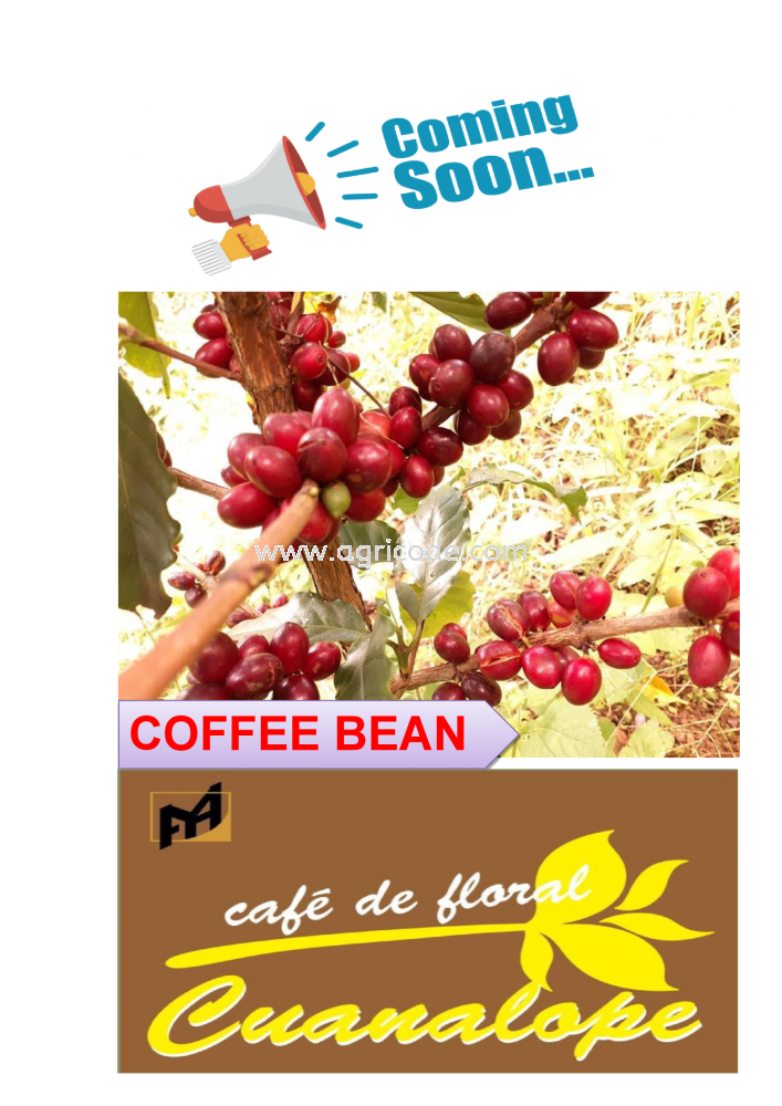 FRESH COFFEE BEAN SALES