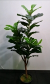 5ft Ficus Lyrata (Rent Available) AP103 floristkl  Artificial Plant (Sell & Rent)
