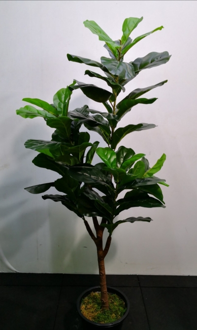 5ft Ficus Lyrata (Rent Available) AP103 floristkl 