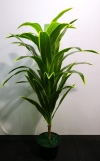 5ft Dracaena Fragrans AP102 floristkl (Rent Available) Artificial Plant (Sell & Rent)