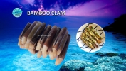 Bamboo Clam Clam Frozen Seafood