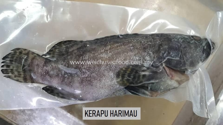 Ikan Kerapu Harimau