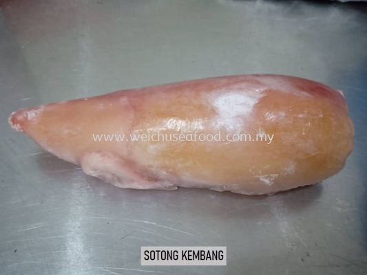 Sotong Kembang