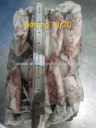 Sotong 10/20 (2kg)