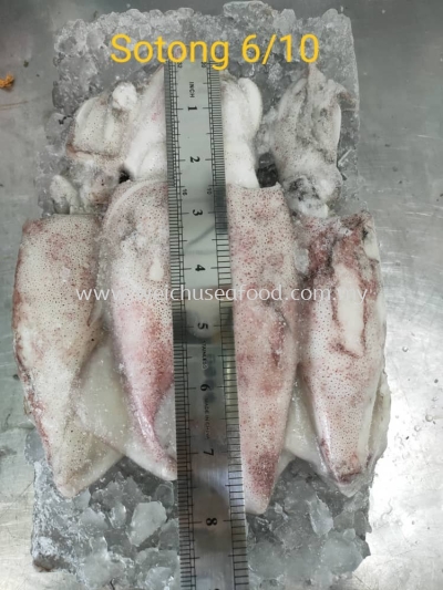 Sotong 6/10 (2kg)