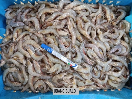 Udang Sualo