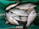 Ikan Siakap Fresh Fish