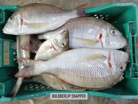 Ikan Bulbberlip Snapper