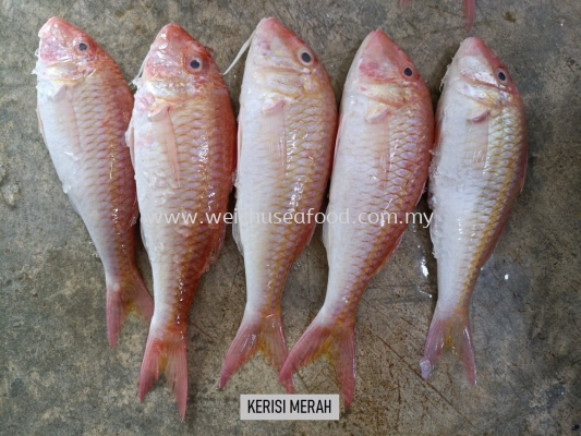 Ikan Kerisi Merah