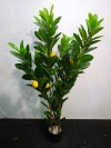 4ft Lemon Tree AP214 floristkl  Artificial Plant (Sell & Rent)