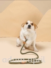 M-PETS DOG TRAINING P CHAIN 狗训练P链-1 SET Others