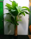 7ft Banana Tree AP101 floristkl (Rent Available) Artificial Plant (Sell & Rent)