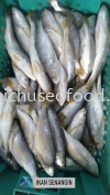 Ikan Senangin Fresh Fish